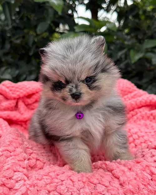 Cachorro Pomerania