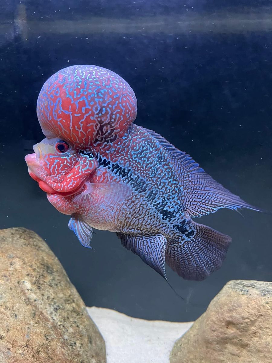 Pez Flowerhorn King Kamfa
