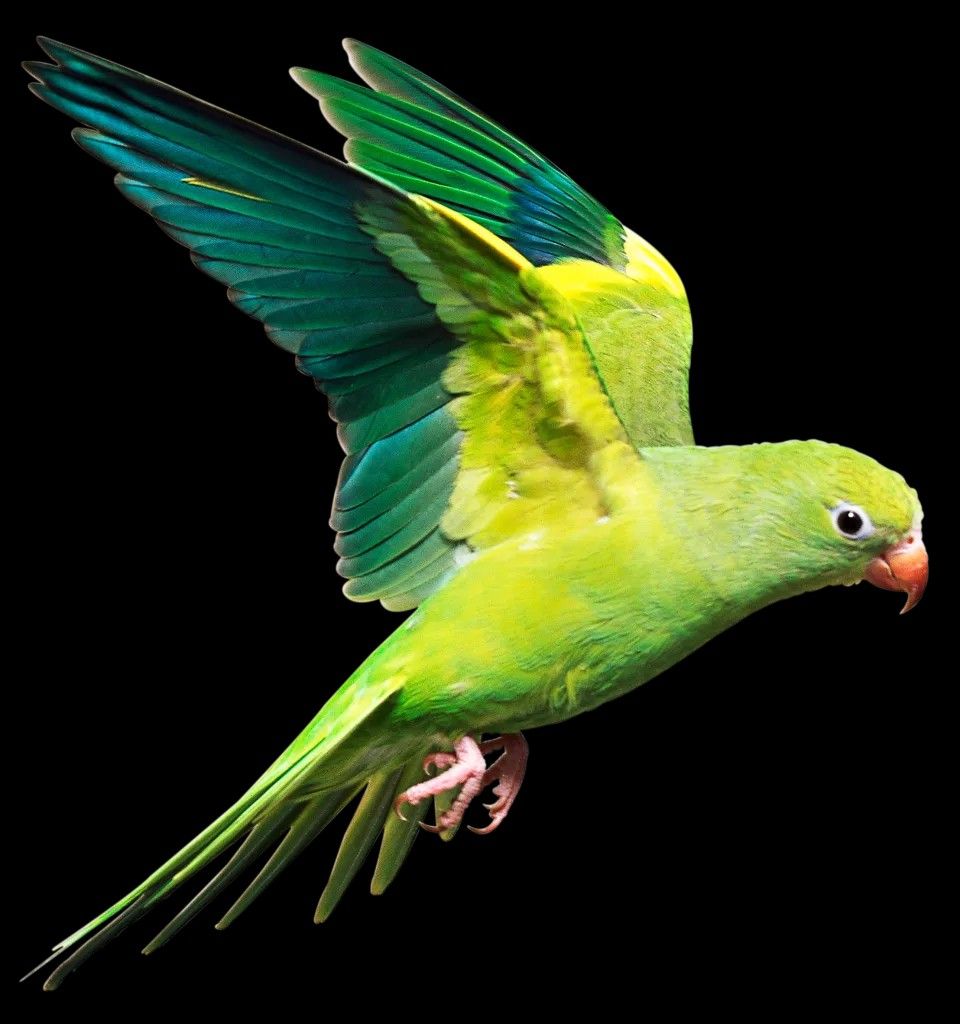 Ave