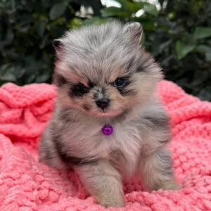 Pomeranio blue merle