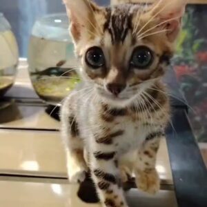 Bengalí piel de leopardo