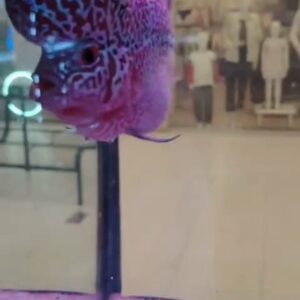Flower horn red kamfa
