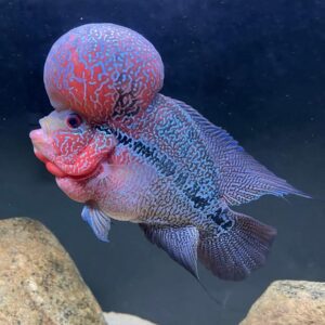Flower horn red dragon