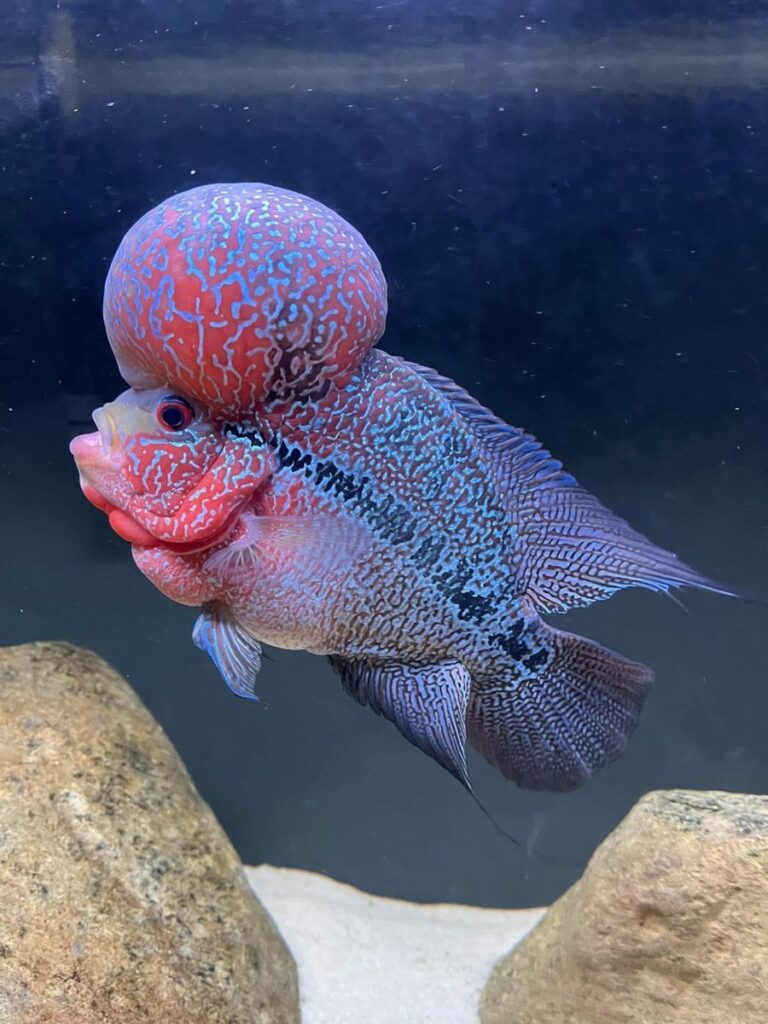Flower horn red dragon