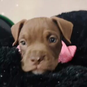 Pitbull Hembra