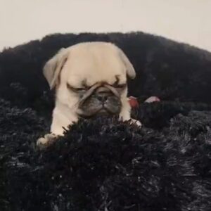 Pug Macho